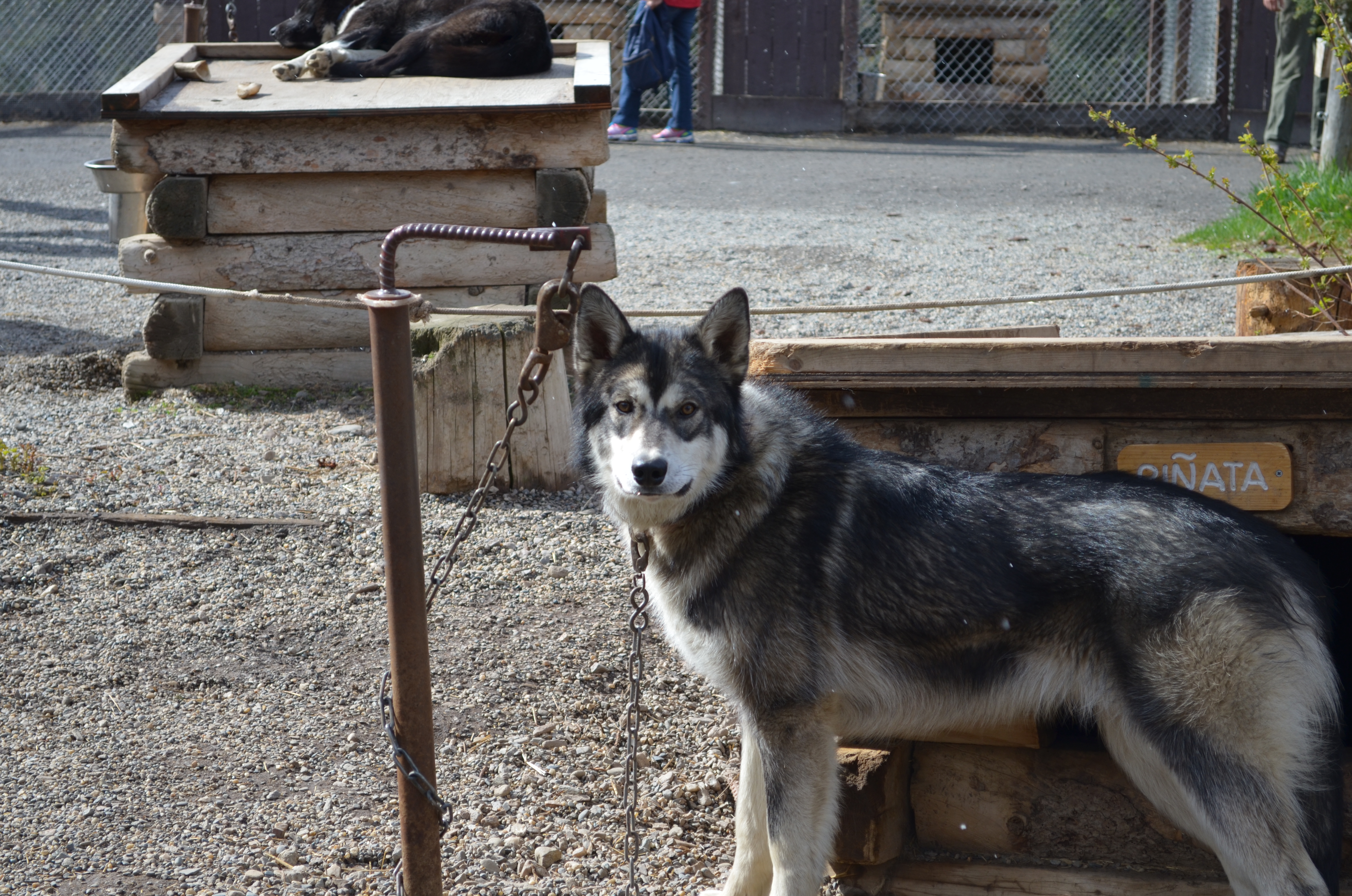 ./2017/08 - Alaska Cruise/03 - Denali/DSC_0303.JPG